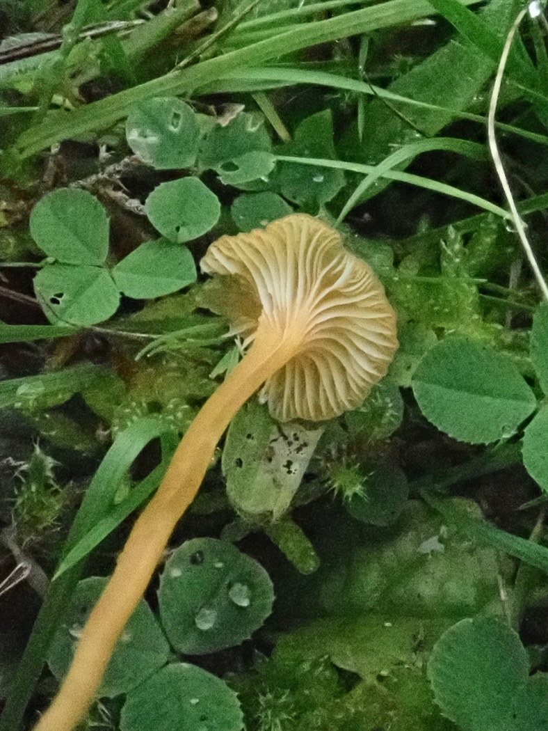 Photo © Penny Cullington Rickenella fibula by Penny Cullington